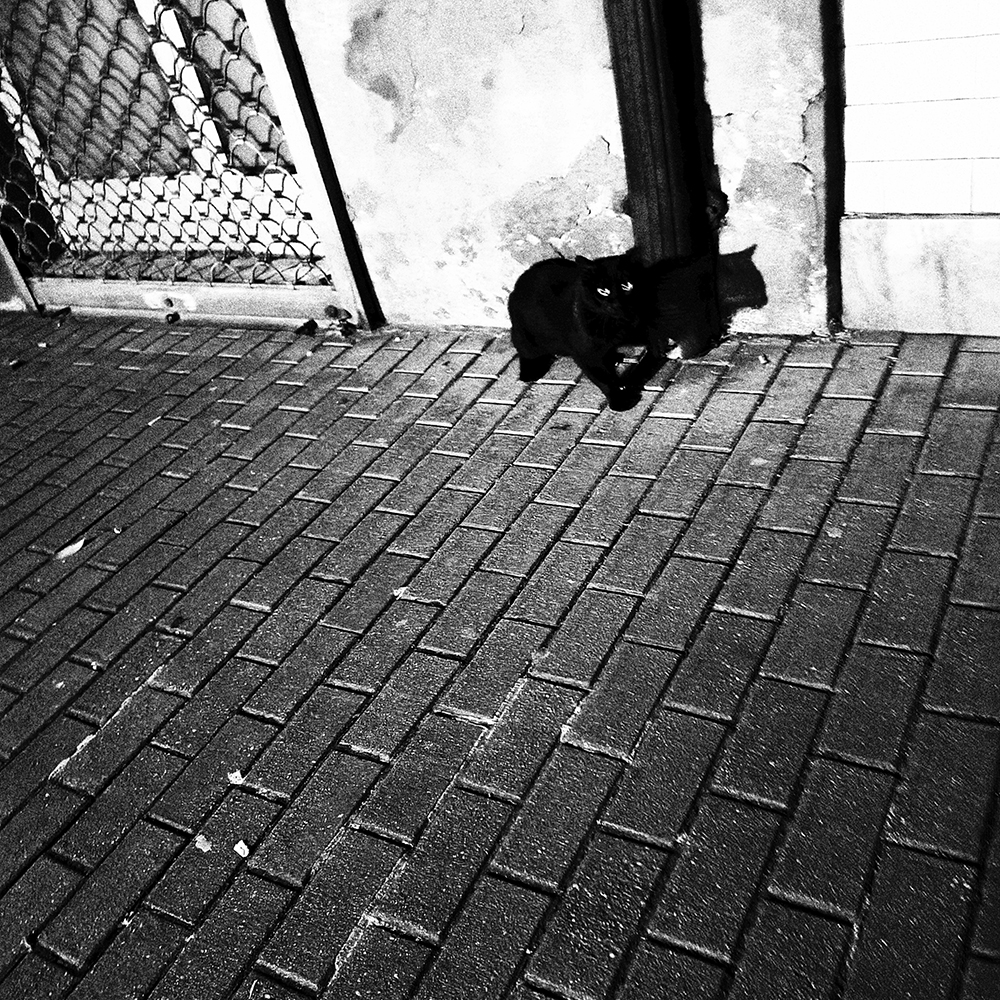 Fotografía callejera en blanco y negro con perspectiva diagonal de un gato negro en una acera de adoquines / Diagonal perspective black and white street photograph of a black cat on a brick sidewalk. Proyecto / Project: TRASH - Ben Rawman